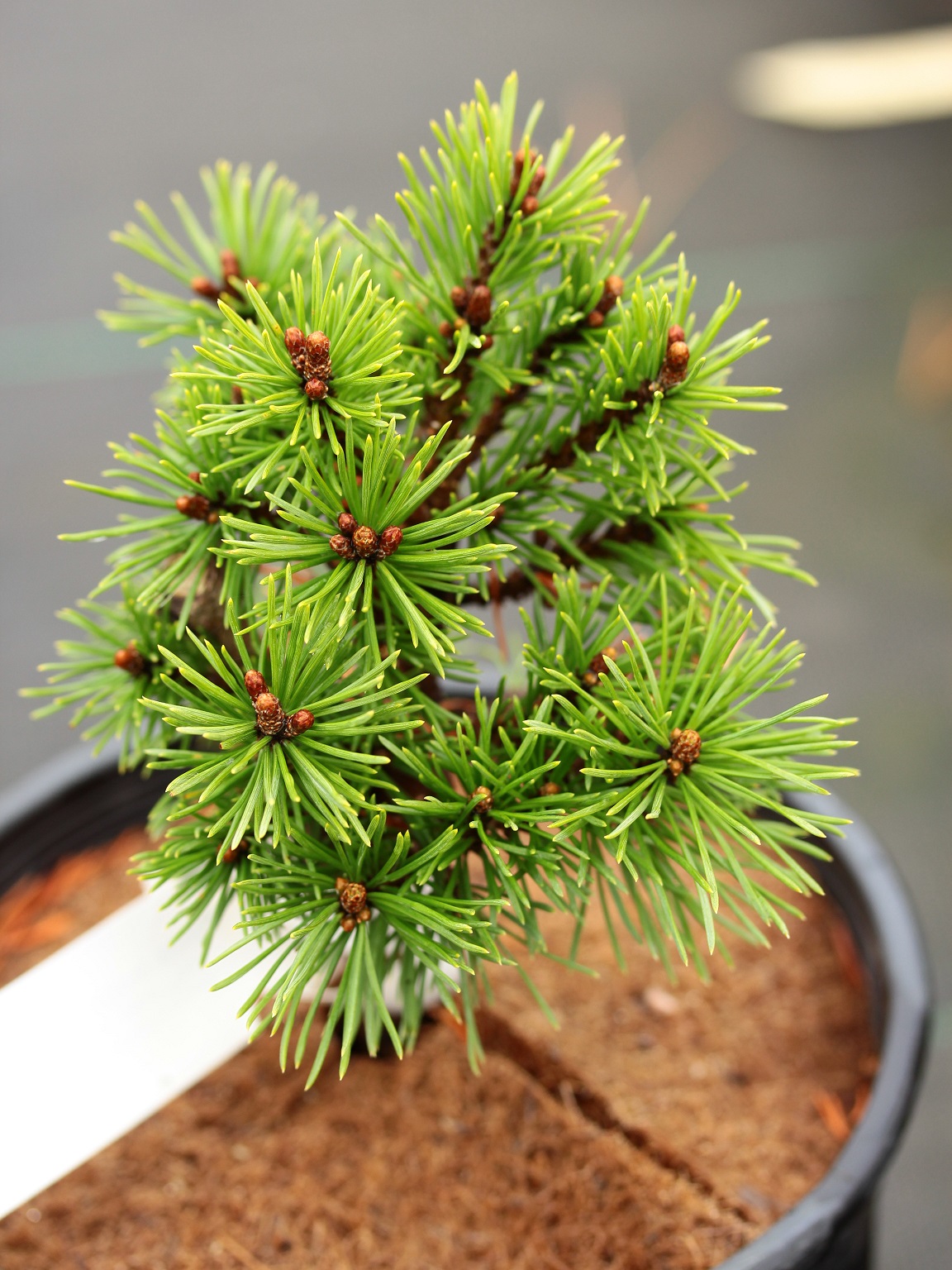 Pinus mugo 'Real Little'
