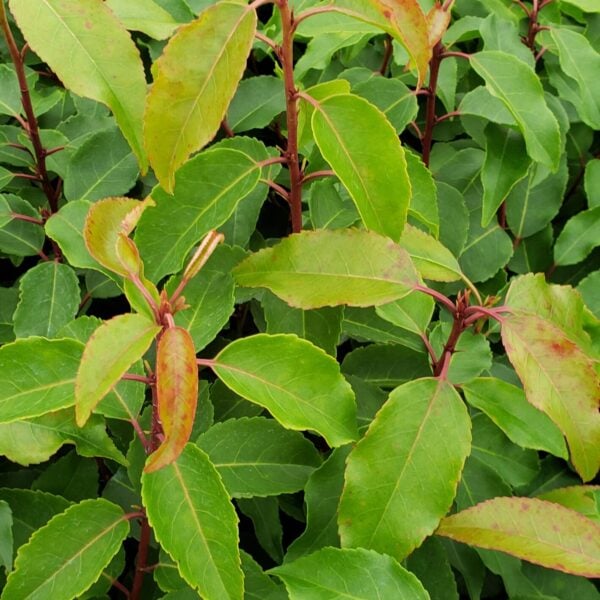 Prunus lusitanica Portuguese Laurel