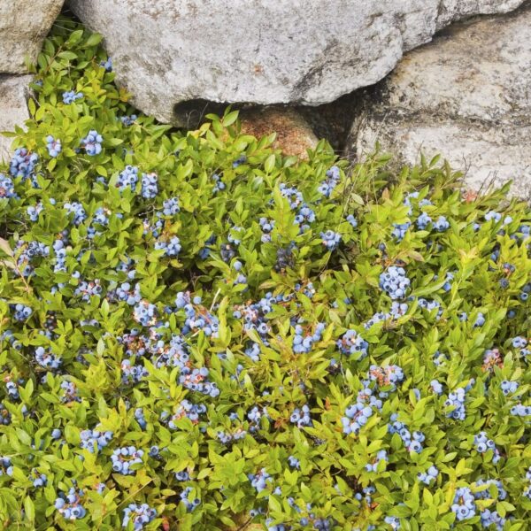 Vaccinium angustifolium 'Brunswick'