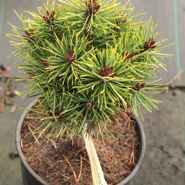 Pinus sylvestris 'Kitsap Molly' Scots Pine
