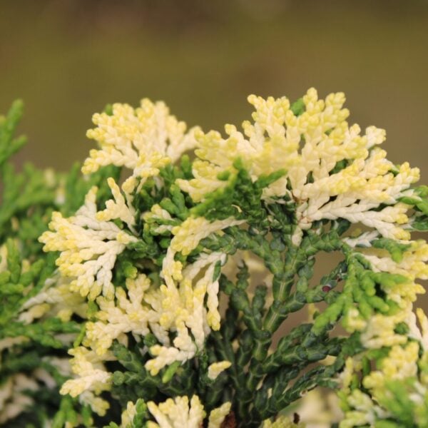 moonshine hinoki cypress