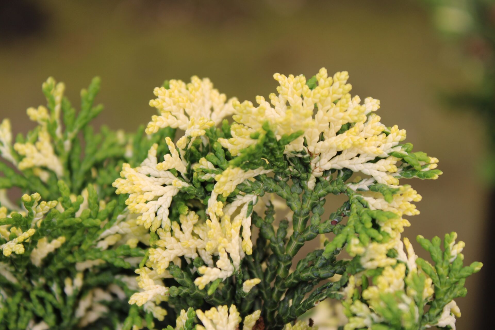 moonshine hinoki cypress