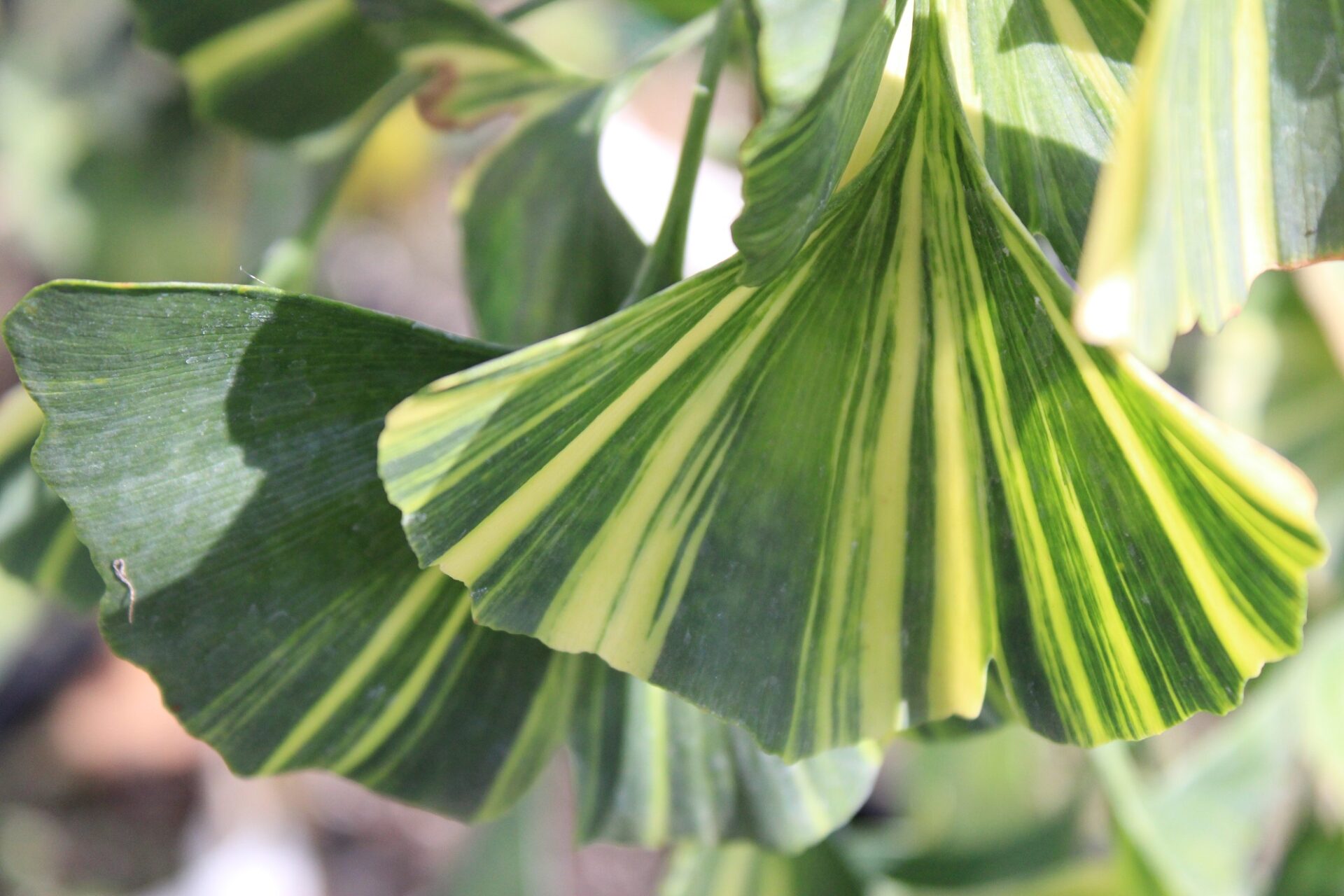 Ginkgo biloba 'White Lightning'