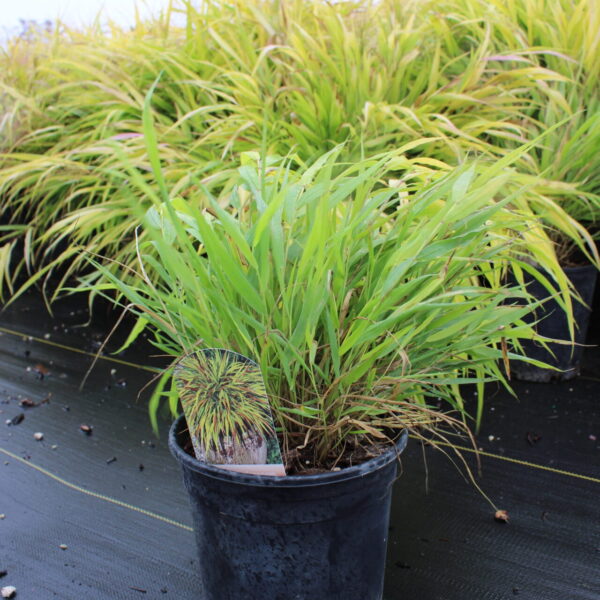 hakonechloa macra all gold
