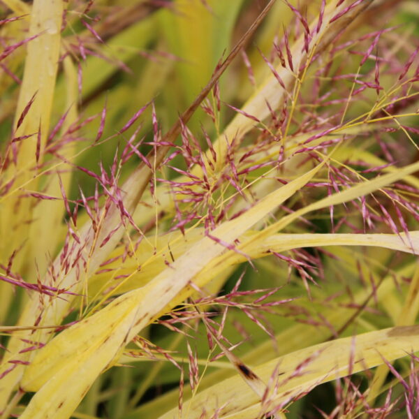 golden Japanese forest grass