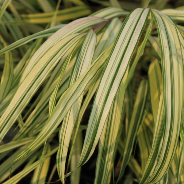 aureola japanese forest grass