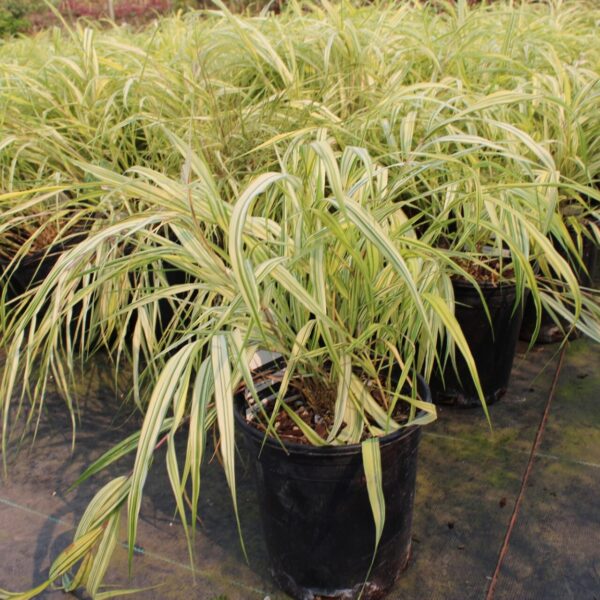 hakone grass aureola