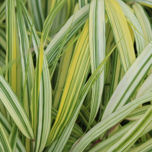 hakonechloa aureola grass