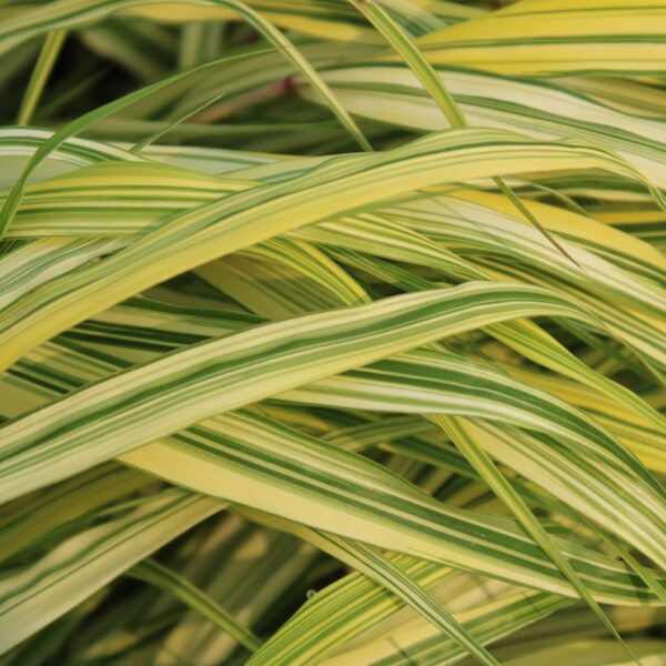 hakonechloa macra aureola hakone japanese forest grass