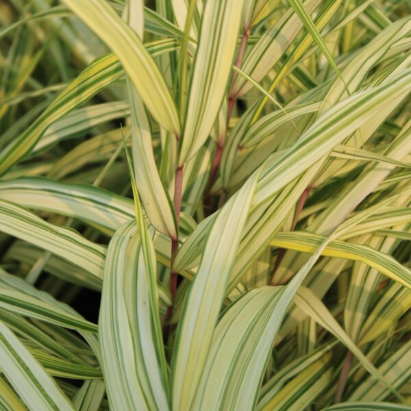 aureola japanese forest grass for sale