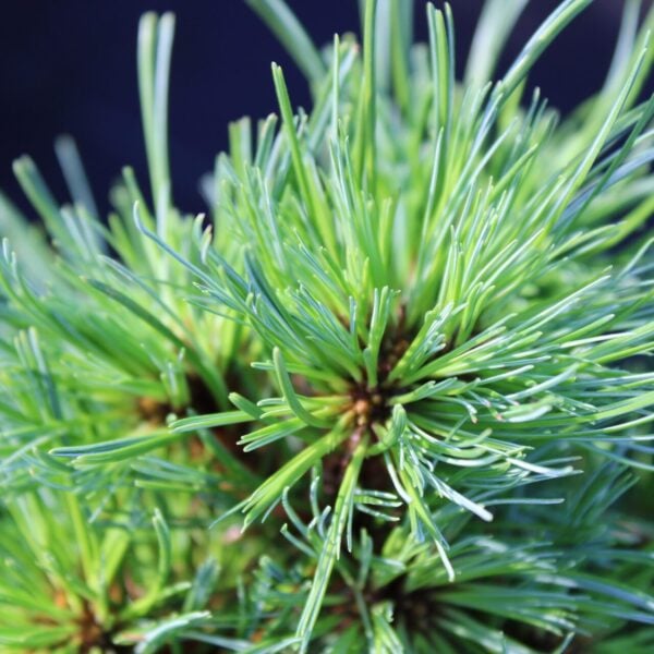 Brantwood Eastern White Pine