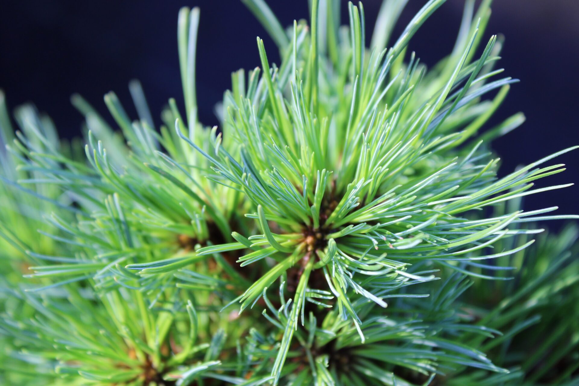 Brantwood Eastern White Pine