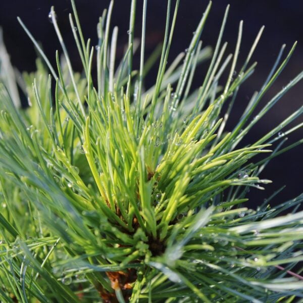 Pinus strobus 'Minima'Eastern White Pine