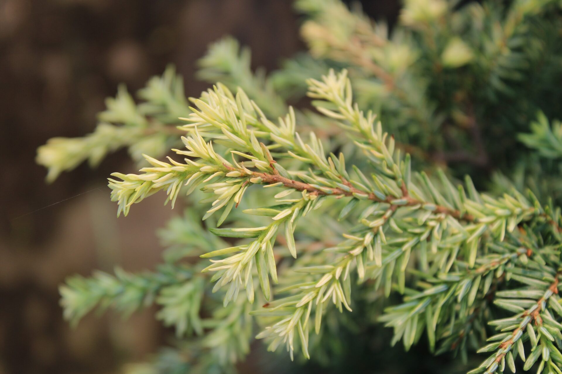 Tsuga canadensis 'Woodrose'