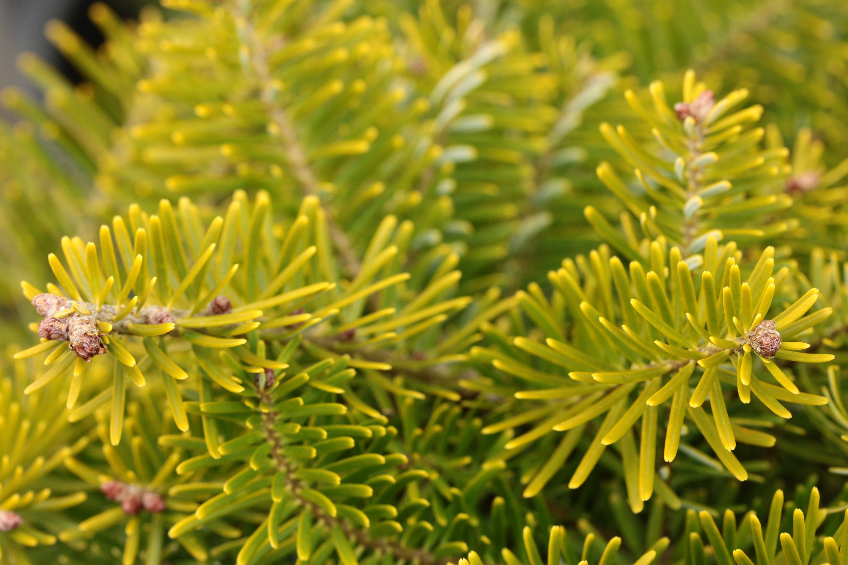 Buy Taxodium distichum 'Hursley Park'Bald Cypress Conifer Kingdom