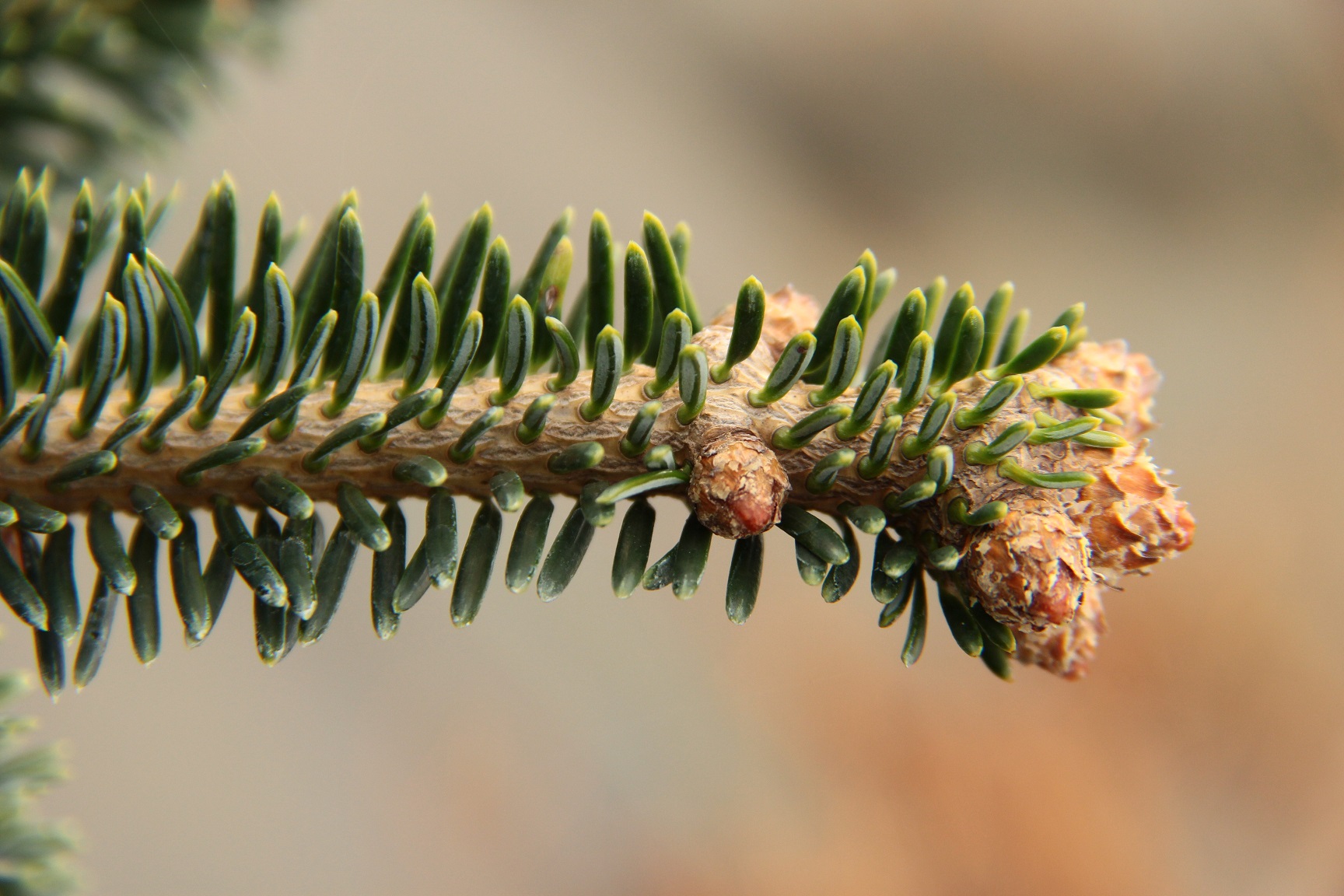 Sicilian Fir