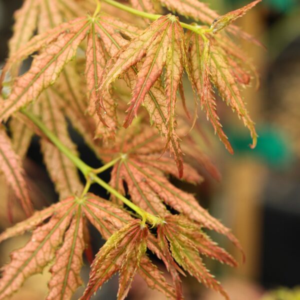 Strawberry Delight Japanese Maple