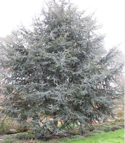 Cedrus atlantica 'Glauca'  Atlas Cedar 