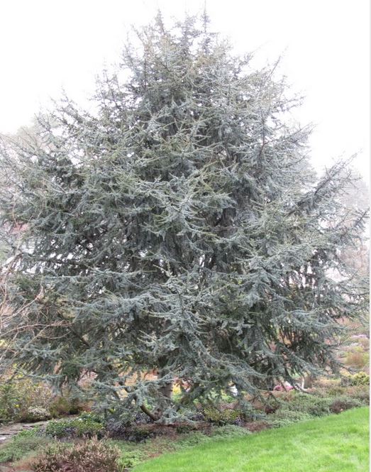 Blue Atlas Cedar