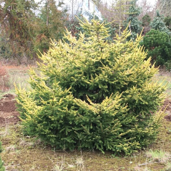 Picea abies 'Blondie' Norway Spruce