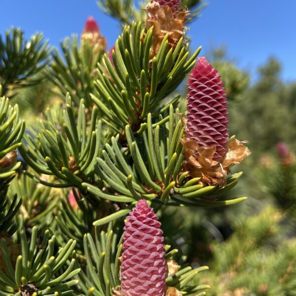 Picea abies 'Lucky Strike' Norway Spruce