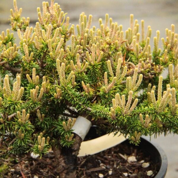 Pinus banksiana 'Black Duck' Jack Pine