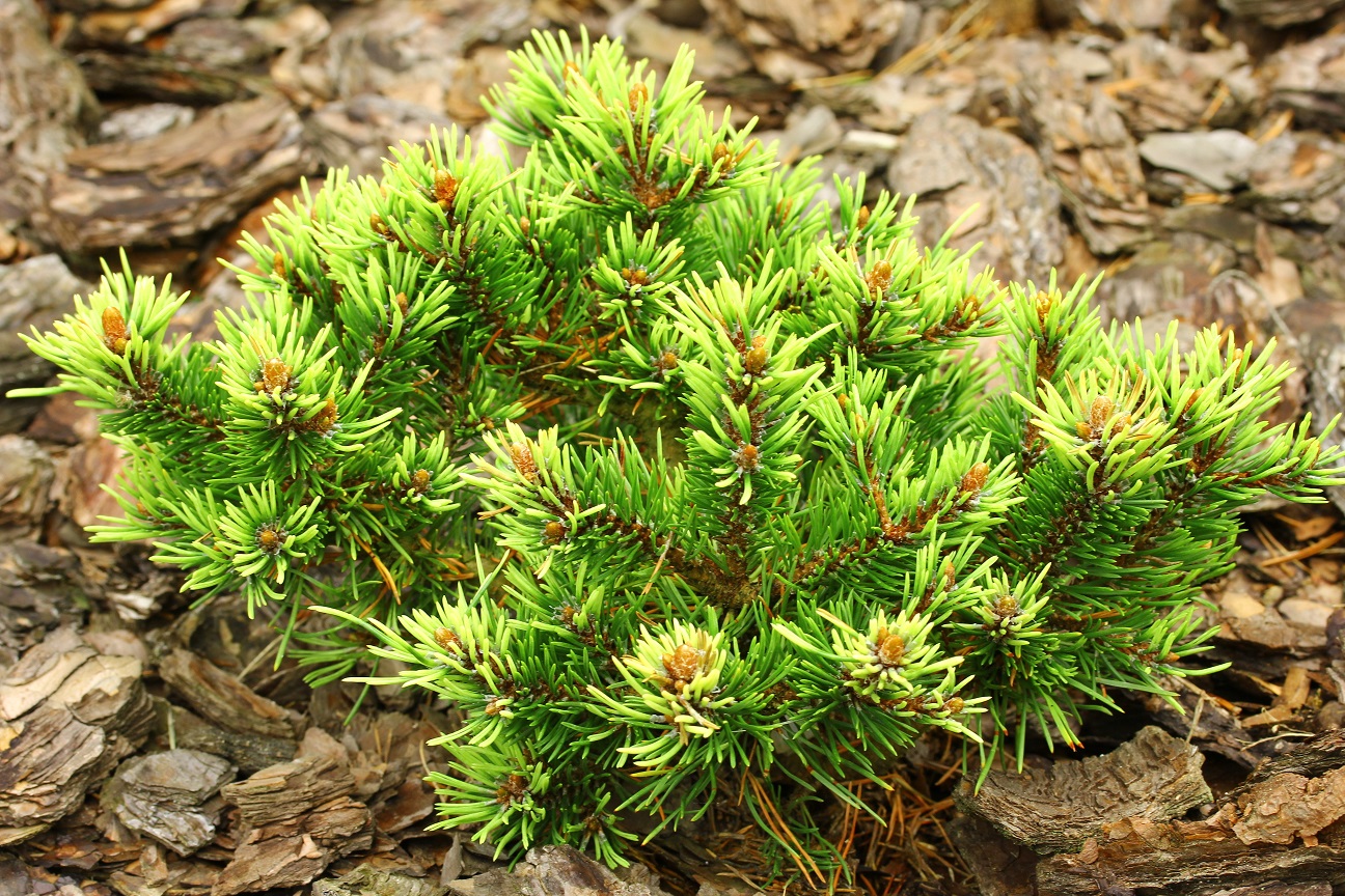 Pinus mugo ‘Bimbo’ Mugo Pine