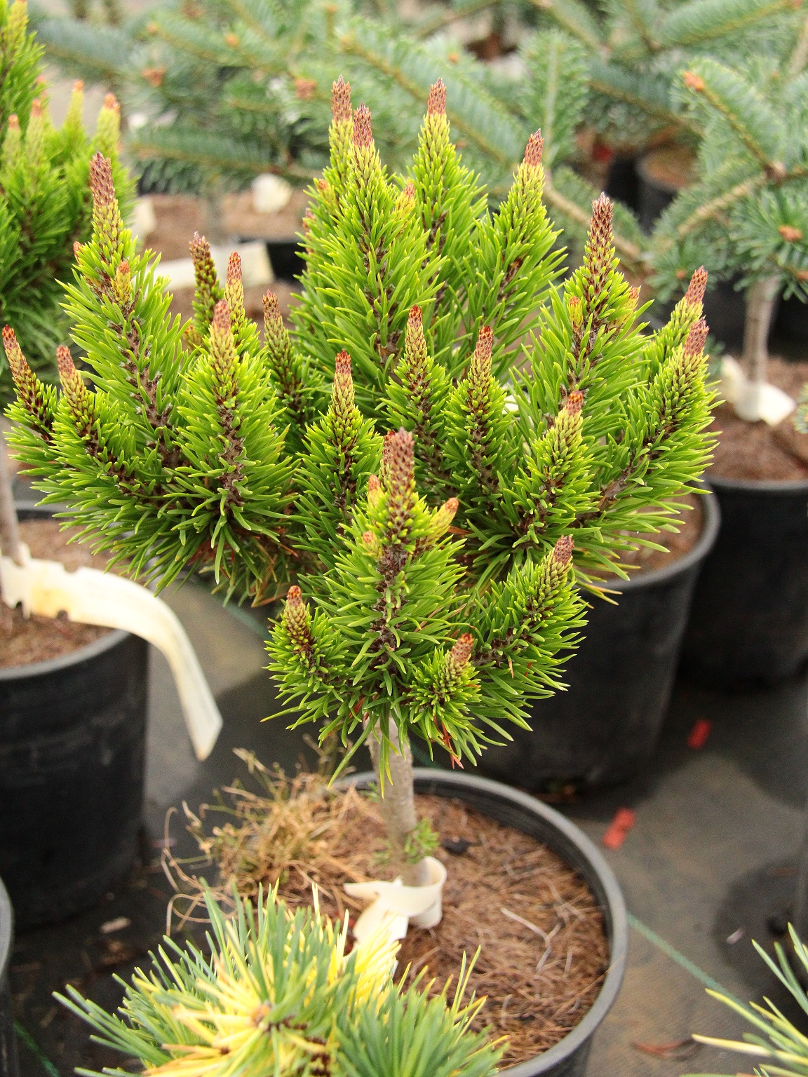 Pinus Virginiana 'Green Lantern'