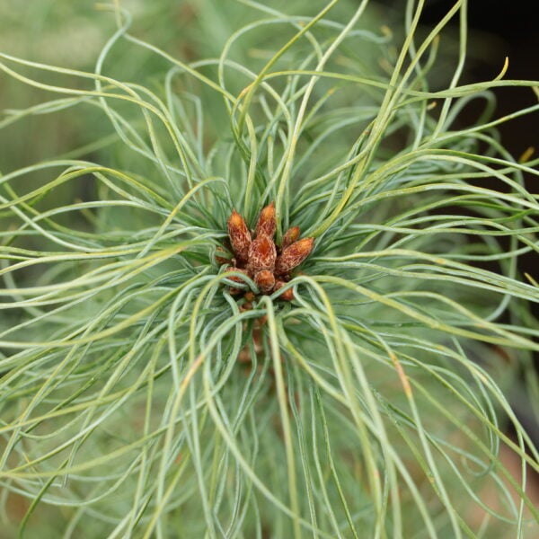 Pinus strobus 'Jim's Curly Chest Hair' Eastern White Pine