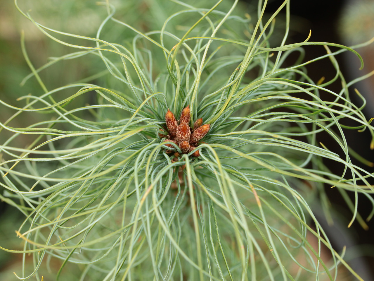 Jim's Curly Chest Hair Eastern White Pine