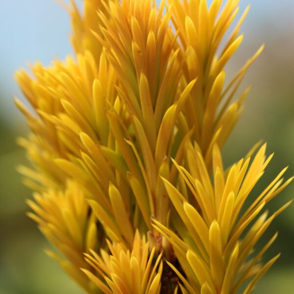 Taxus baccata 'Bultinck's Orange Beauty' English Yew