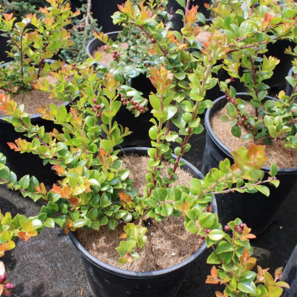 vaccinium ovatum