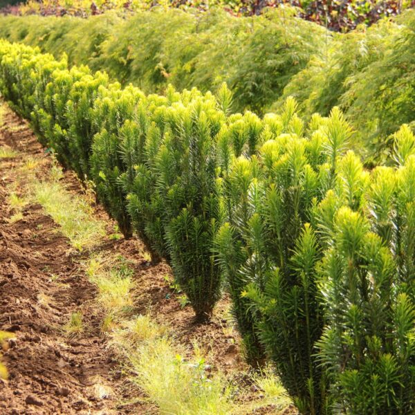 cephalotaxus harringtonia fastigiata