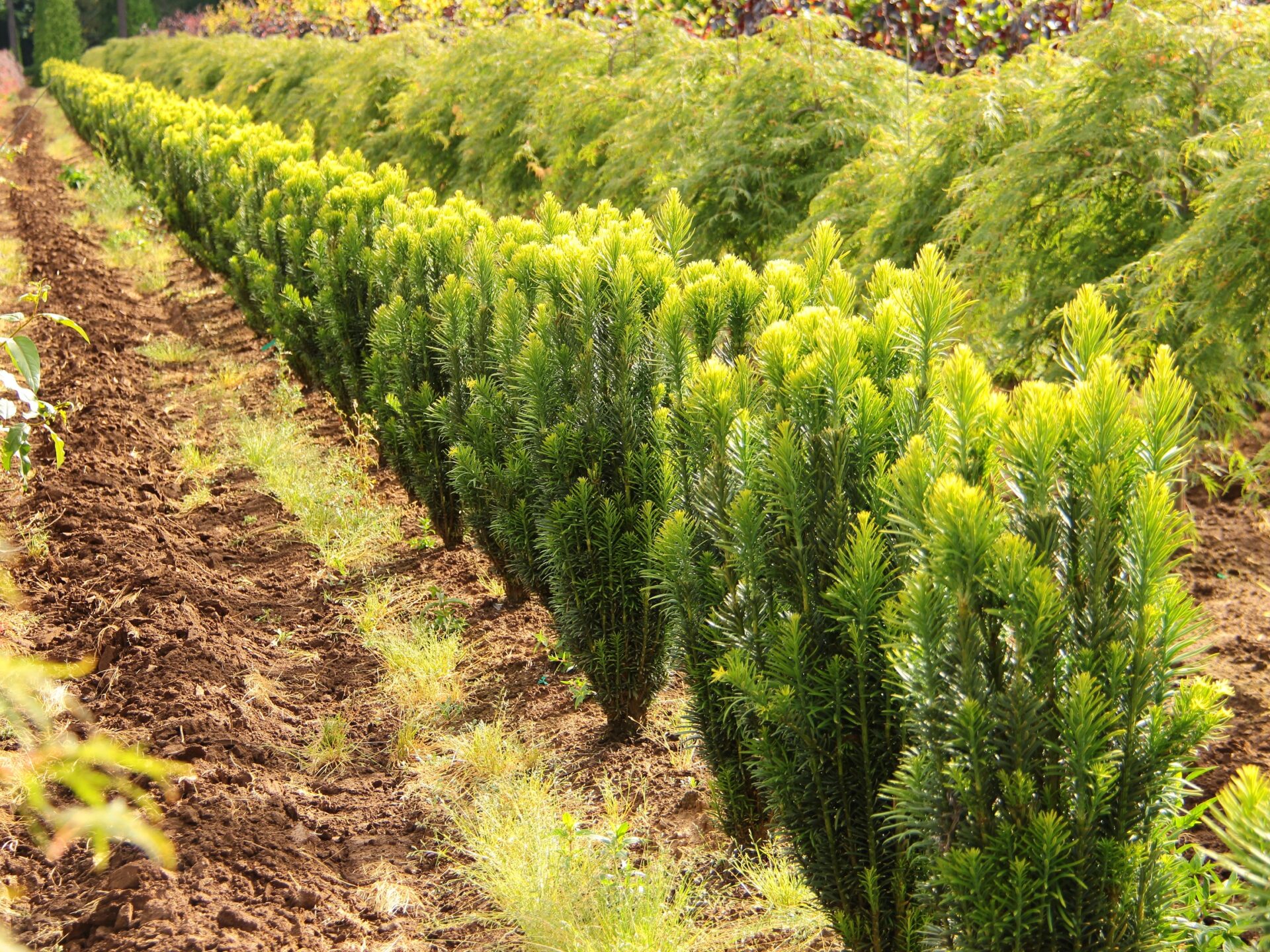 cephalotaxus harringtonia fastigiata