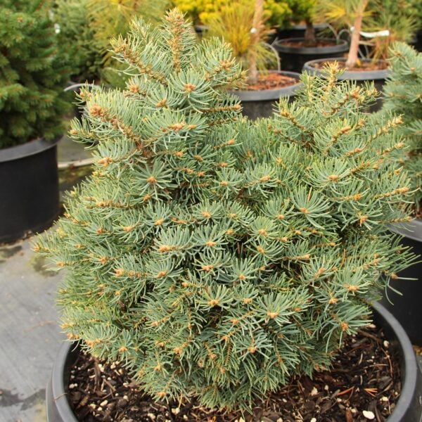 Tubby White Fir