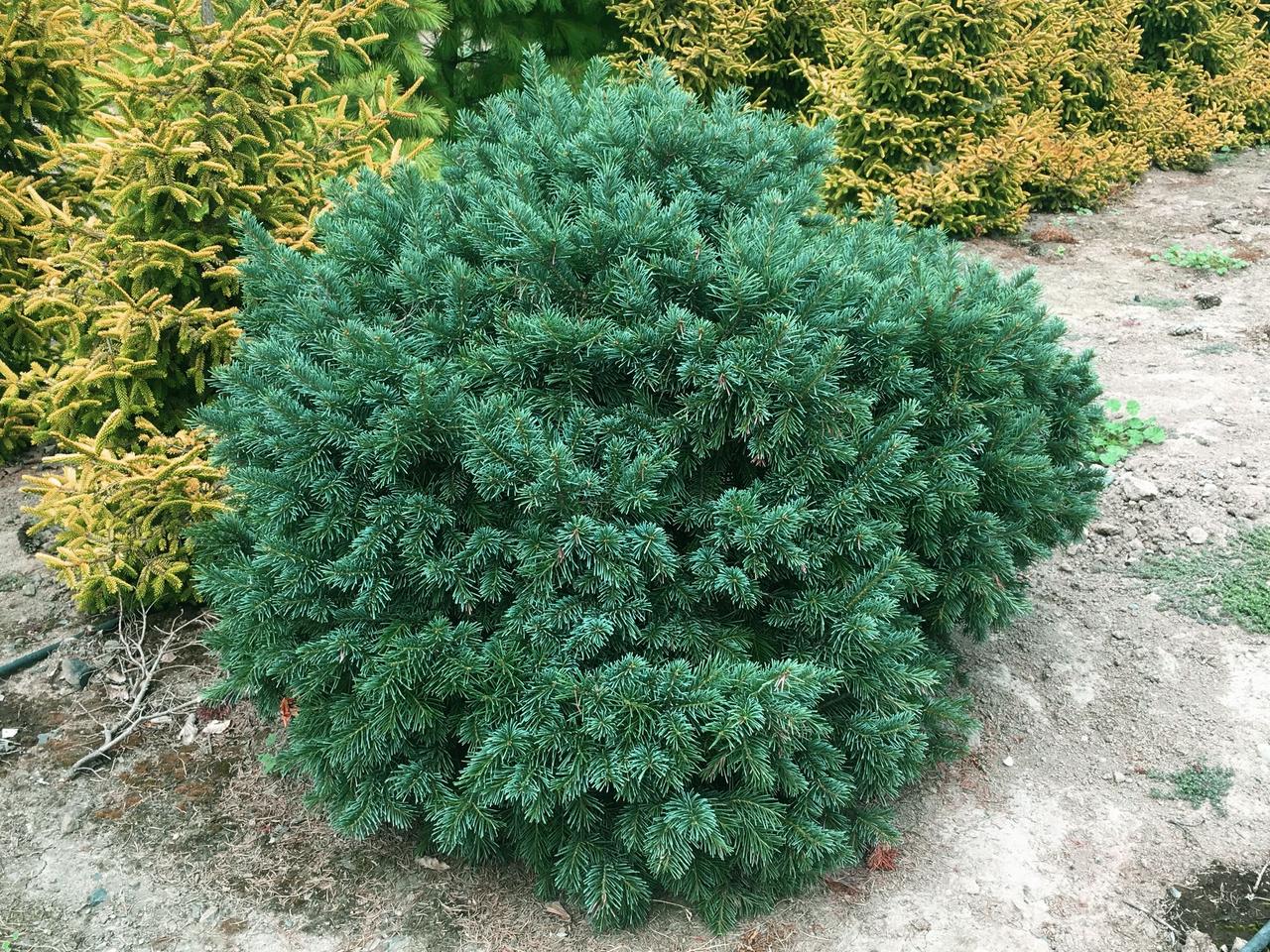 Picea pungens Green Globe spruce evergreen conifer green needles dwarf subalpine