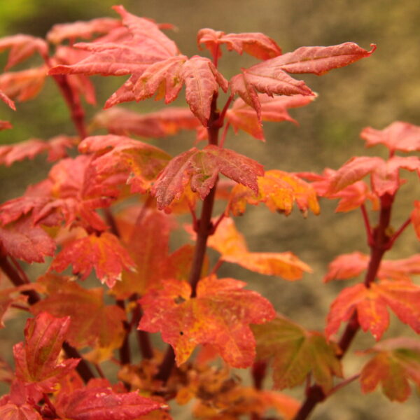 Acer circinatum 'Baby Buttons' Vine Maple