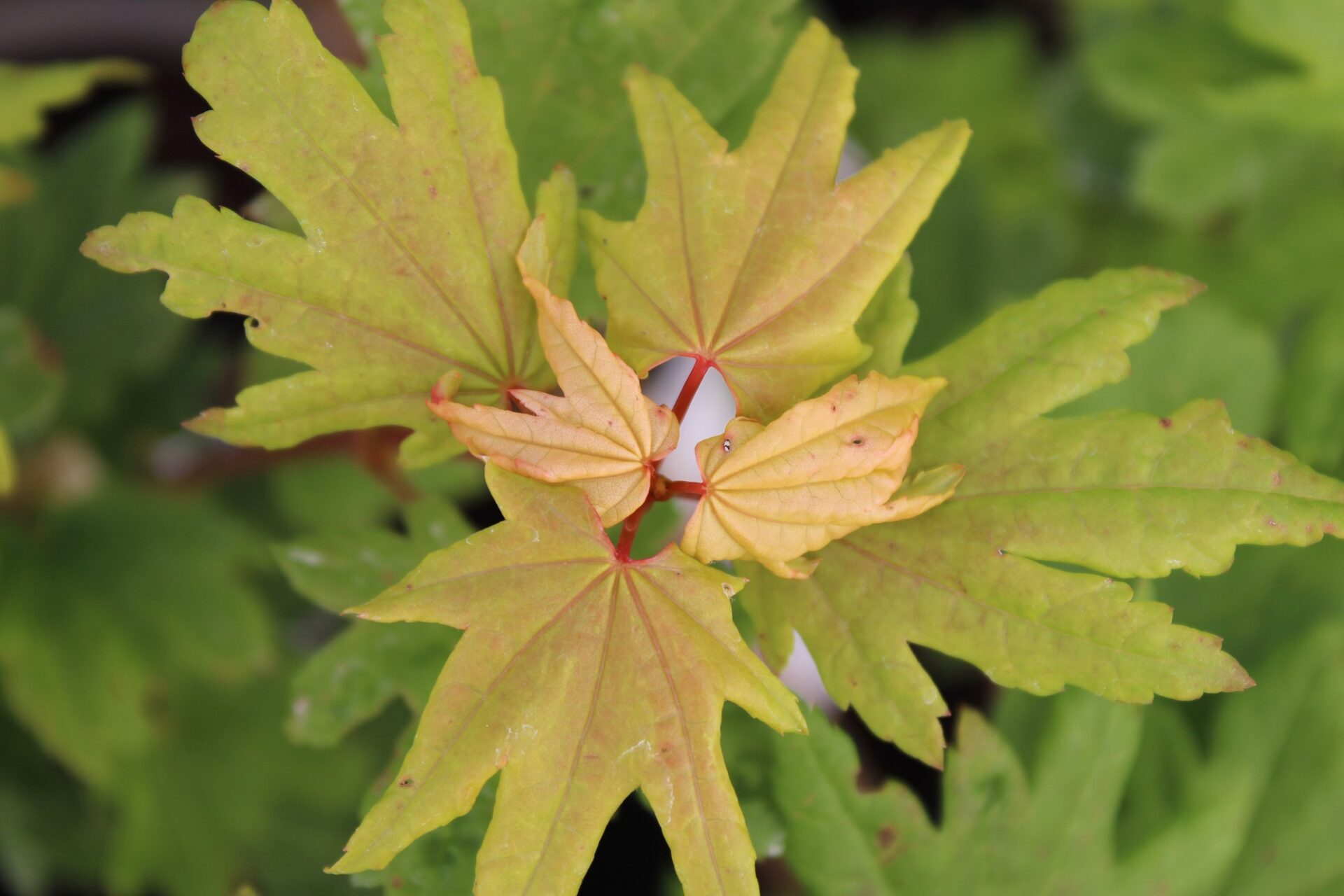 Baby Buttons Vine Maple