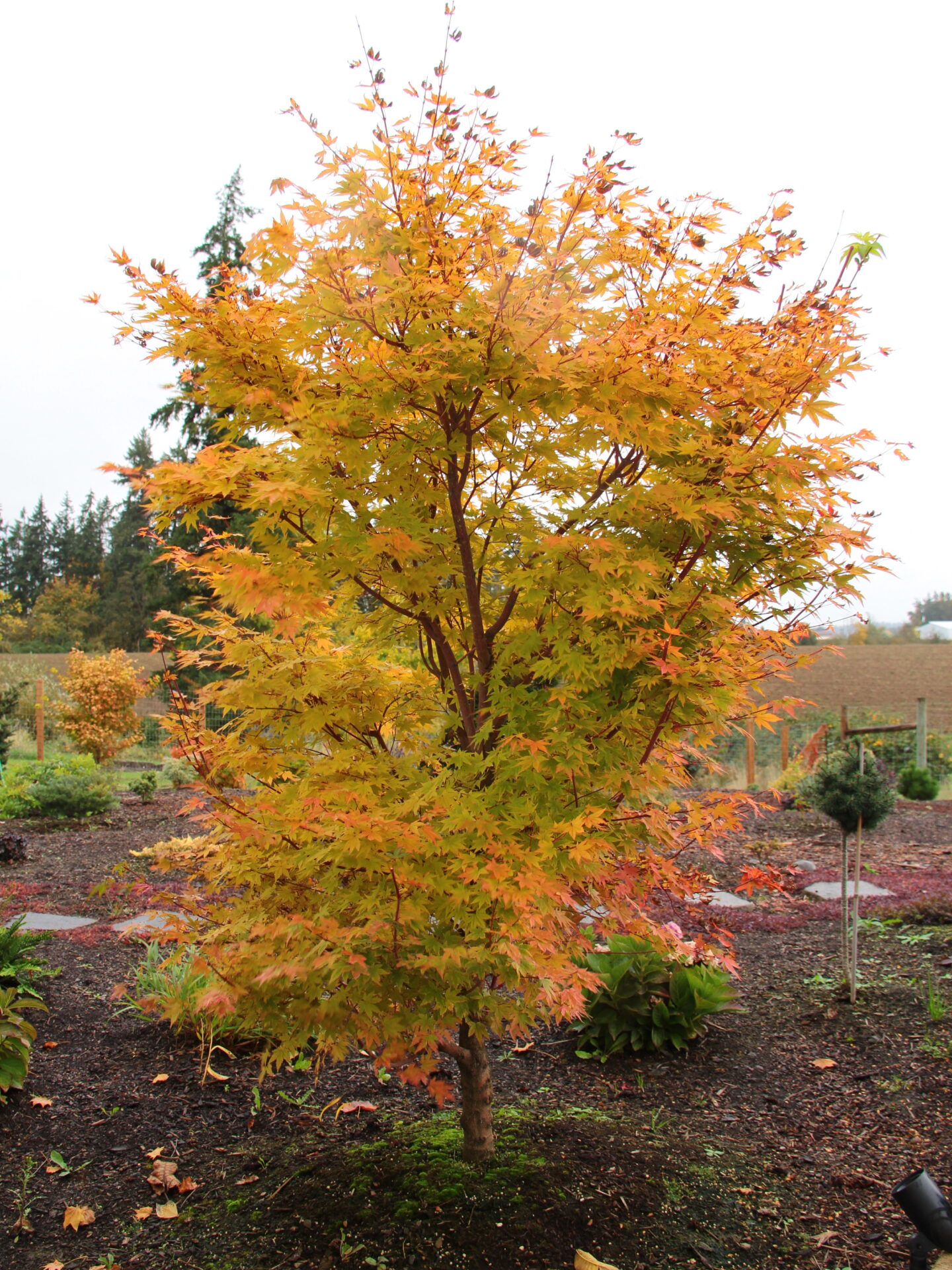 Cherries Jubilee Japanese Maple For Sale | Conifer Kingdom