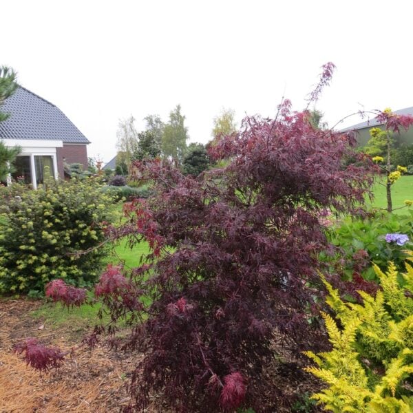 Acer palmatum Firecracker