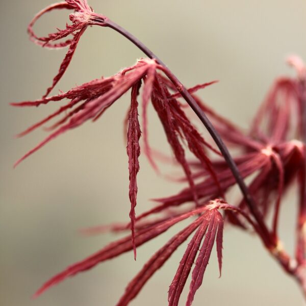 Acer palmatum 'Firecracker'