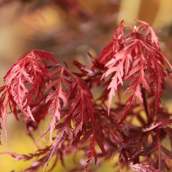 Firecracker Japanese Maple