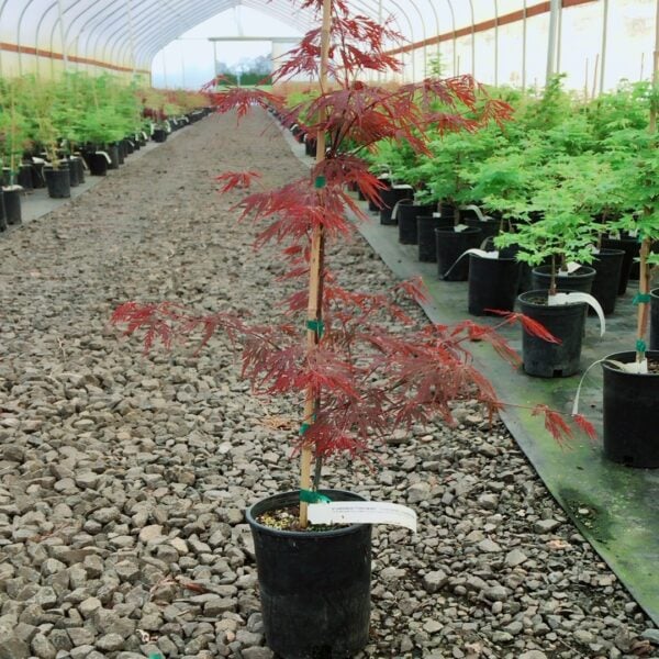 Acer palmatum 'Firecracker'