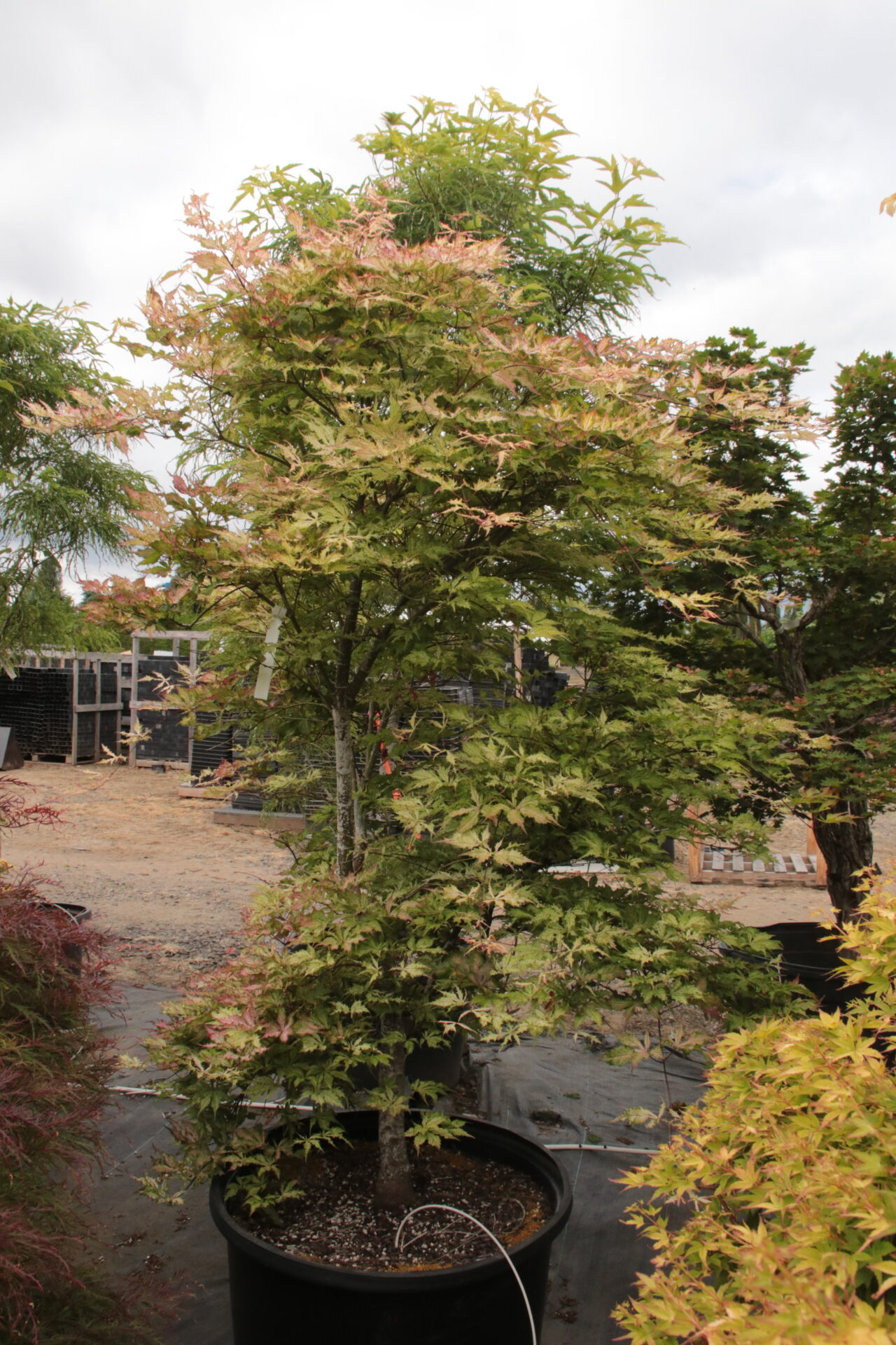 Grandma Ghost' Specimen 2165 | Conifer Kingdom