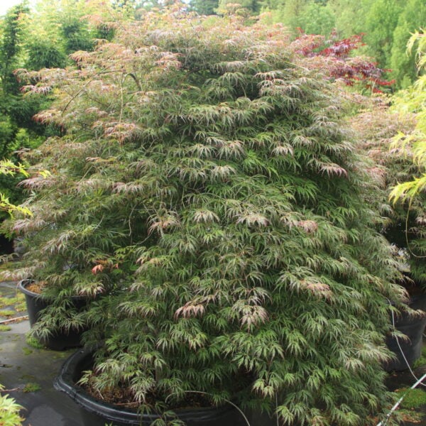 Acer palmatum 'Jeddeloh Orange' Specimen 2138