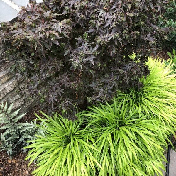 all gold japanese forest grass for sale