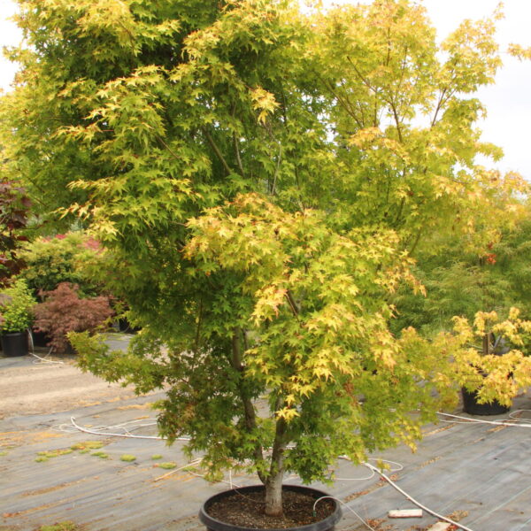 Acer palmatum 'Mizuho beni' Specimen 2137