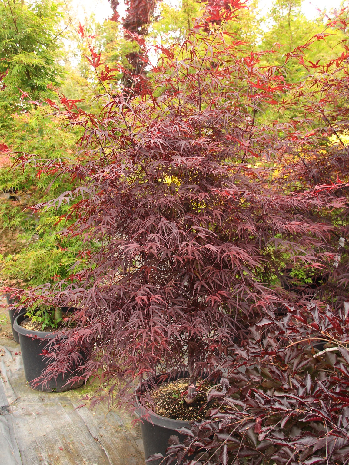 Acer-palmatum-Pung-kil