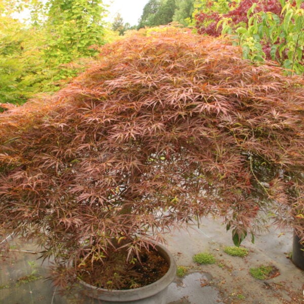 Acer palmatum 'Red Webs' Specimen 2096