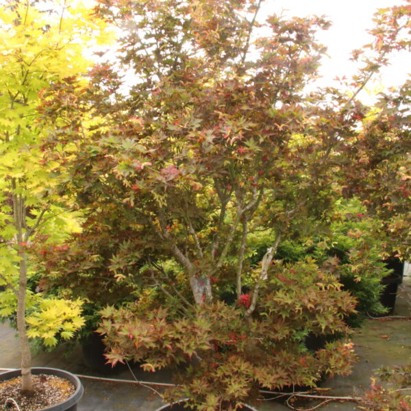 Acer palmatum 'Ruby Star' Specimen 2161